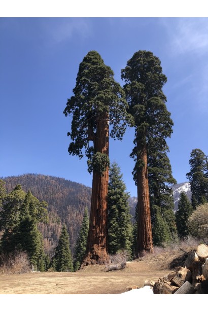 Sequoiadendron giganteum